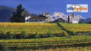 Sustainable viticulture, the well-started path of the Trentino Wine Consortium