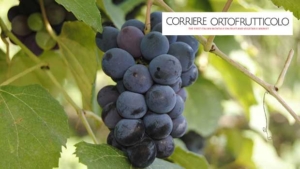 Eastern Europe, the new frontier for grapes