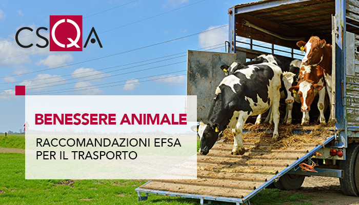 EFSA, more space and lower temperatures for animal transport