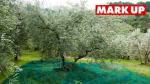 Filiera Olio Evo, Italia chiamata a una ripresa produttiva