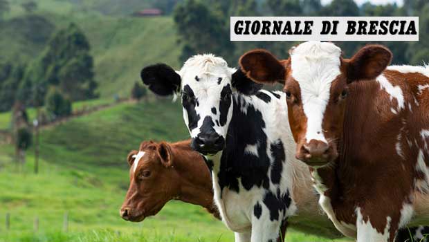 Grana Padano DOP creates the first register of fodder and feed suppliers