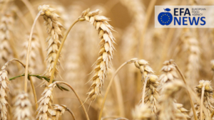 Molini Pivetti and Yara for a highly sustainable soft wheat supply chain