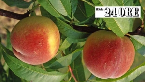 Peach of Verona PGI toasts in bellini, the certified supply chain restarts