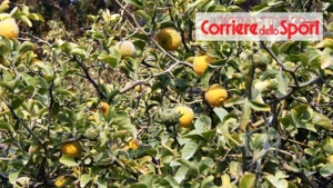 Bergamot of Reggio Calabria DOP, an elixir for health