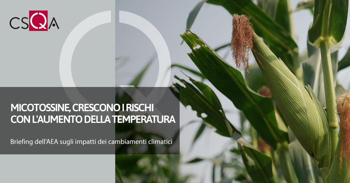 Micotossine, crescono i rischi con l'aumento della temperatura