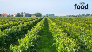 In the vineyard that looks to a sustainable future