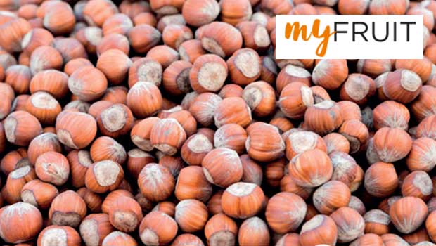 Tonda di Giffoni IGP hazelnut: 60% production